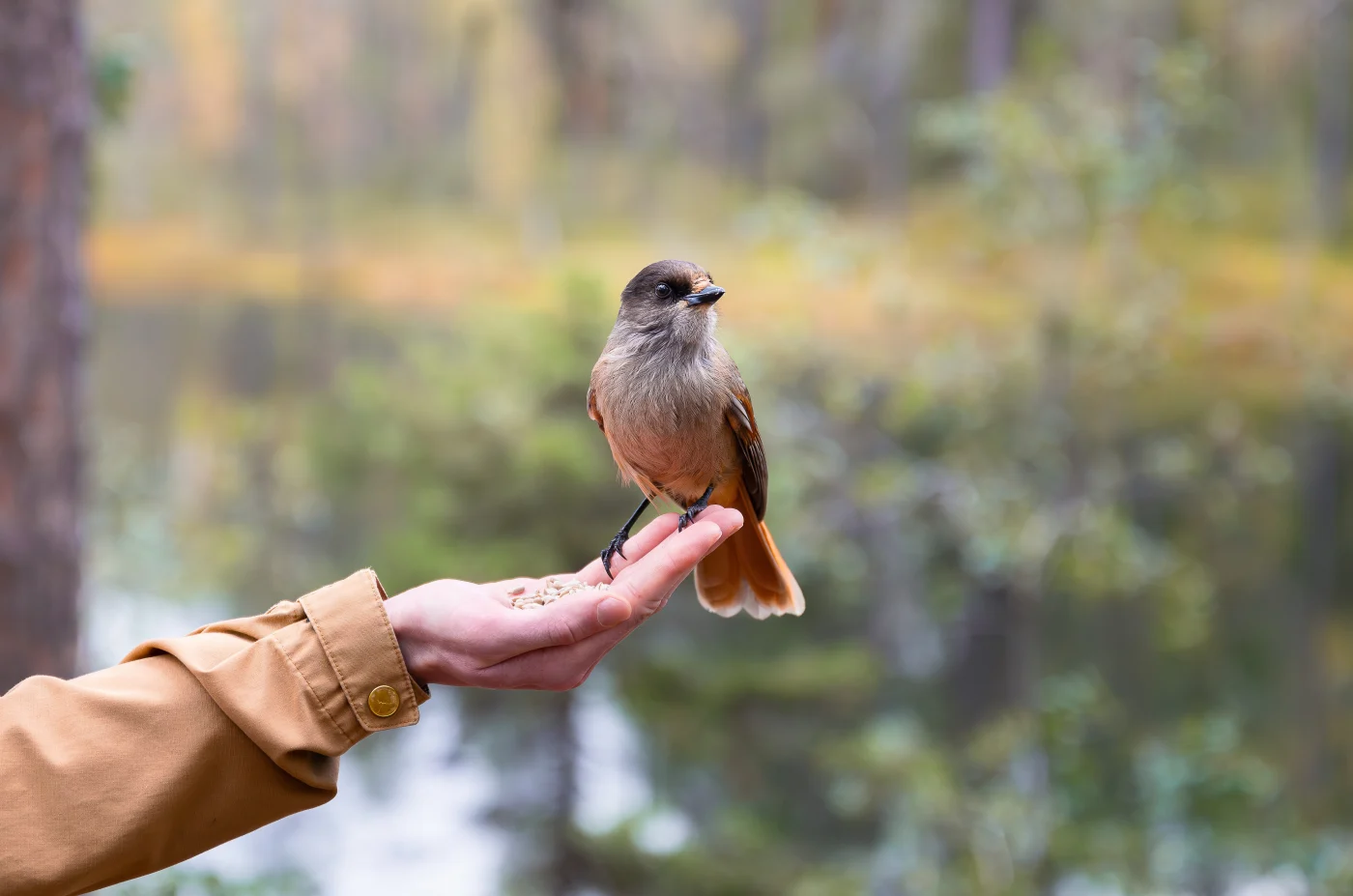 A photograph of a small wild bird sitting on the fingertips of a woman’s hand and eating from a little bit of feed in her palm, trusting her.
