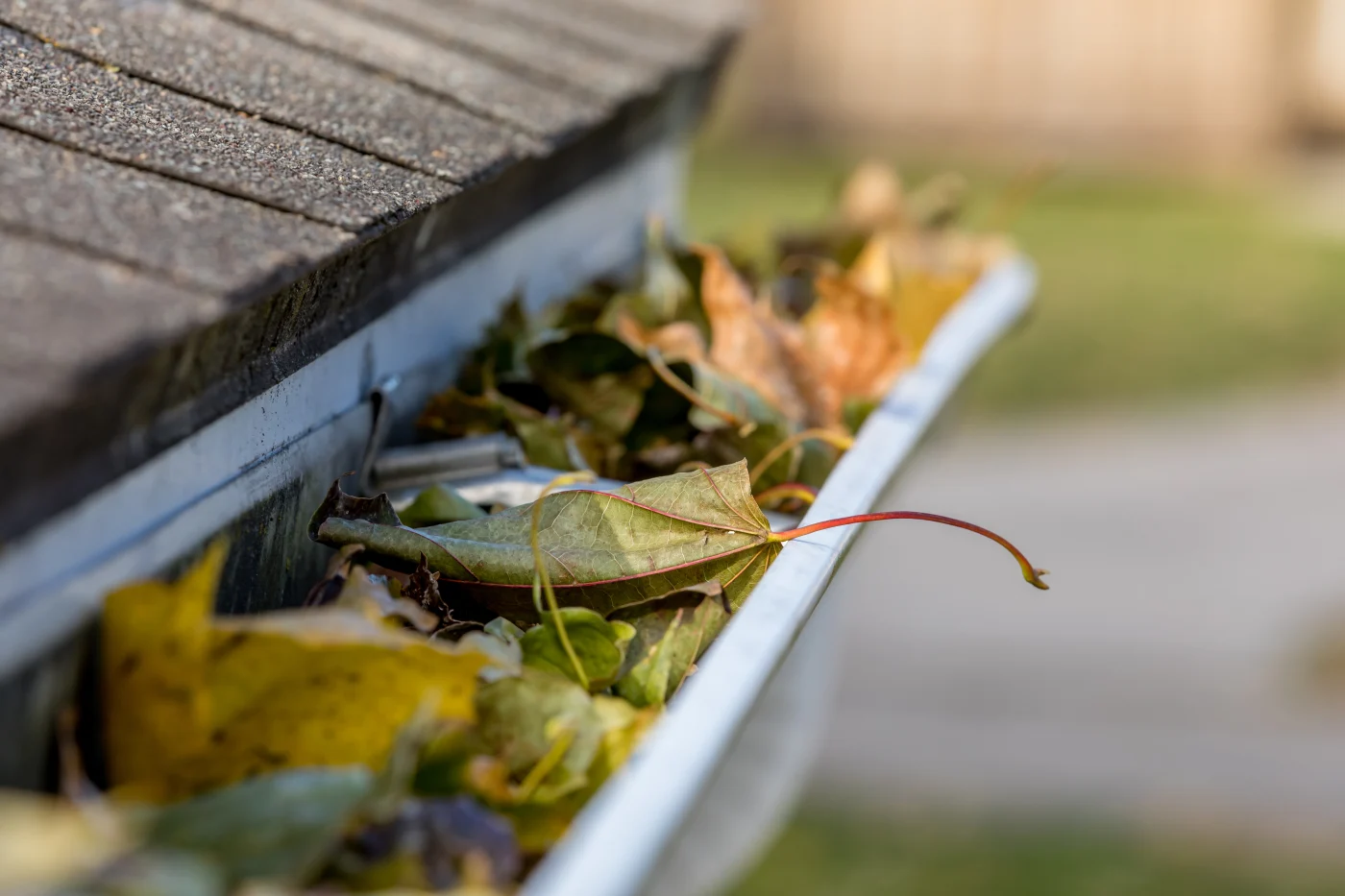 A rain gutter full of leaves