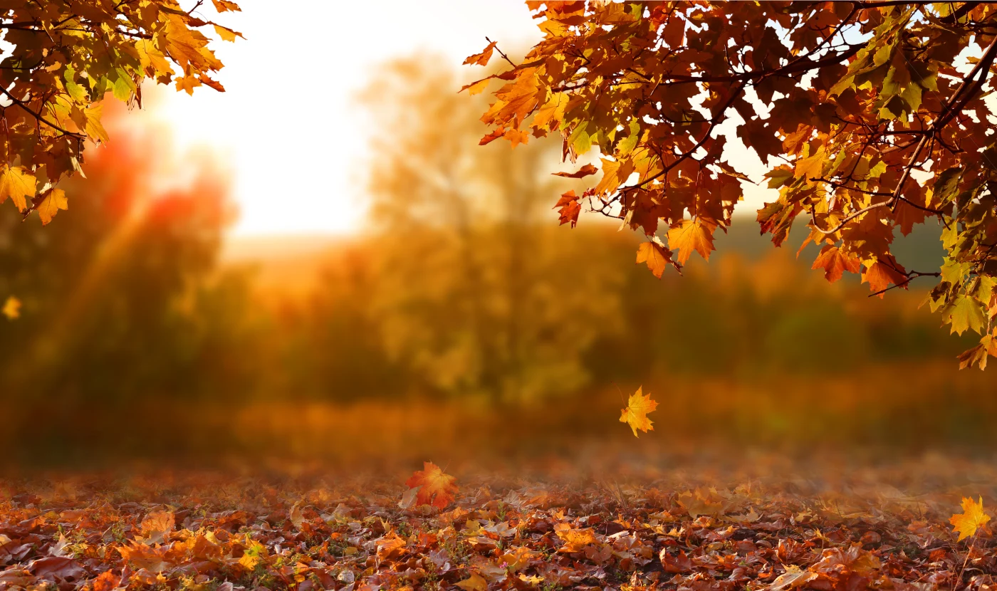 Camera view through autumn trees in the sunlight