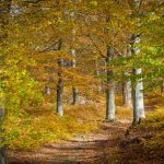 A forest full of trees covered in autumn leaves.