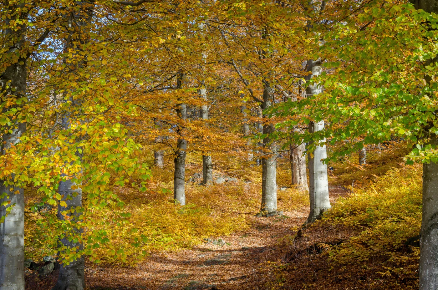 A forest full of trees covered in autumn leaves.